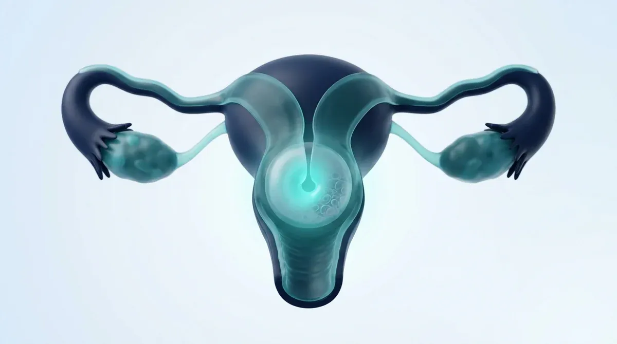 Render médico tridimensional del cuello uterino destacado